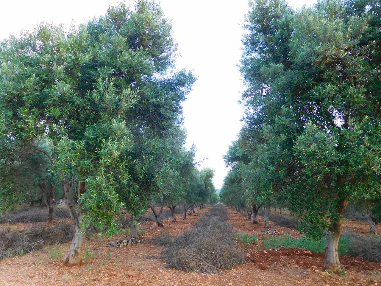 Parcelles d'agroécologie