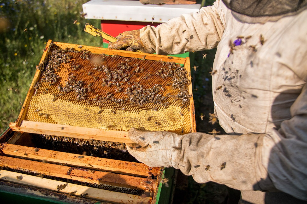Apiculteur inspectant un cadre de ruche — filière apiculture du projet Tamkeen